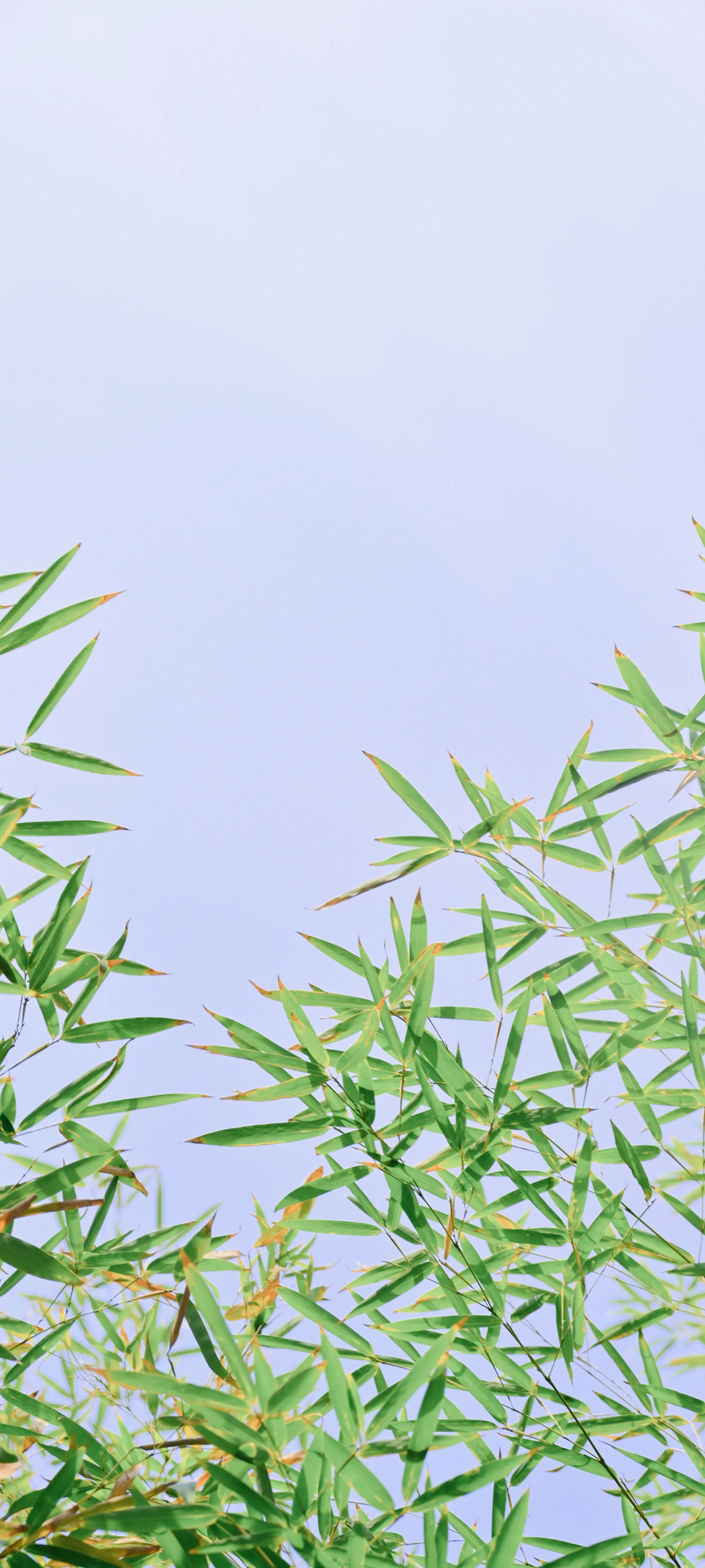 阳光下的绿草与开阔天空