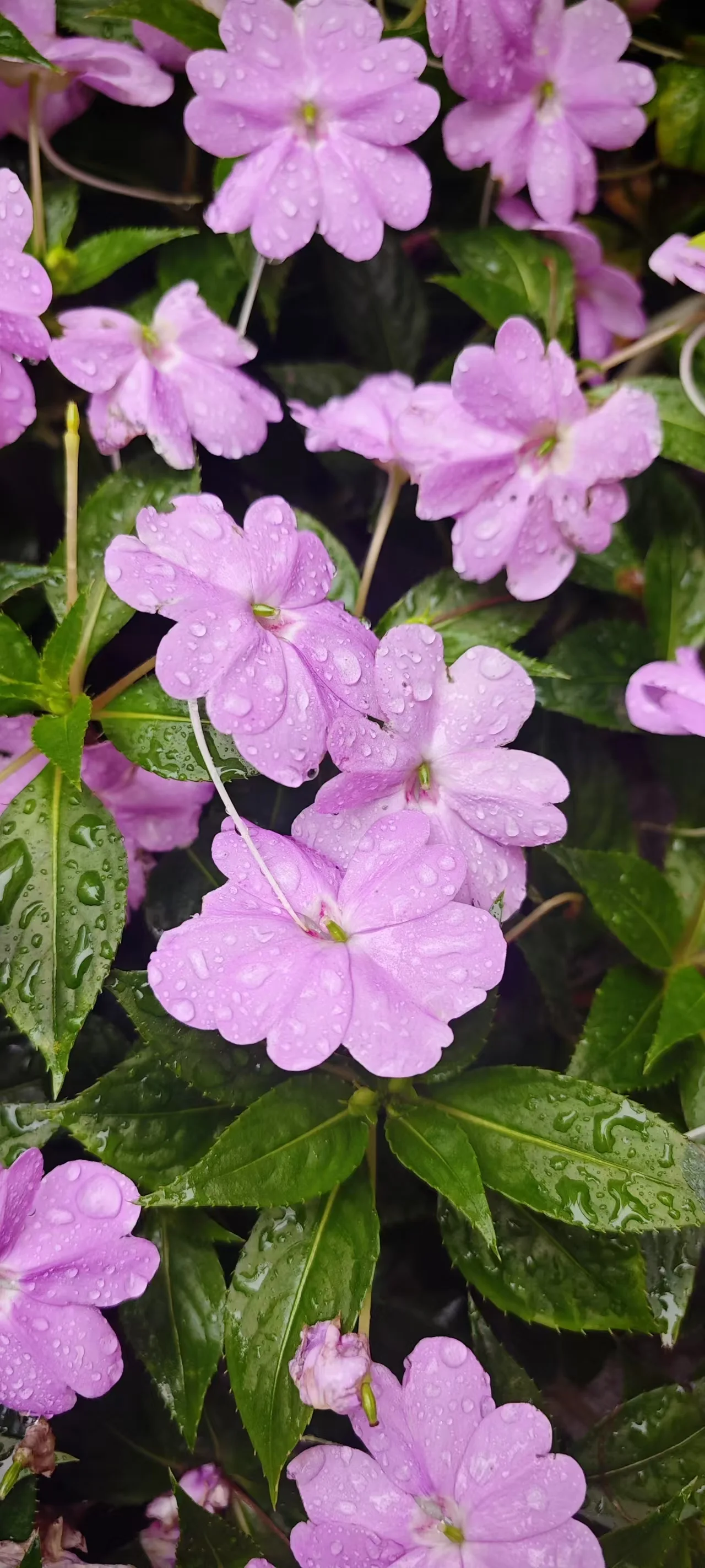 雨滴中的粉色花朵