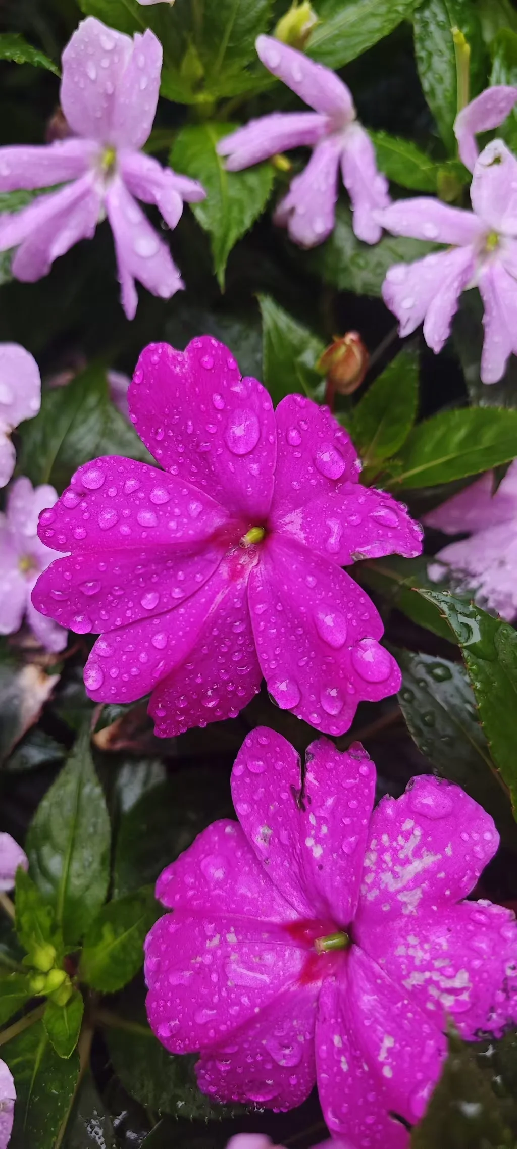深色背景中的紫红色花朵